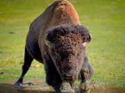 Buffalo
